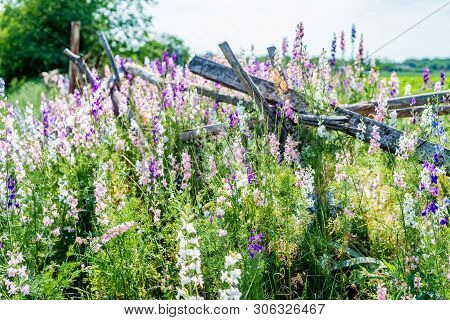 Beautifu Violet Delphinium Flowers Bloming In The Country