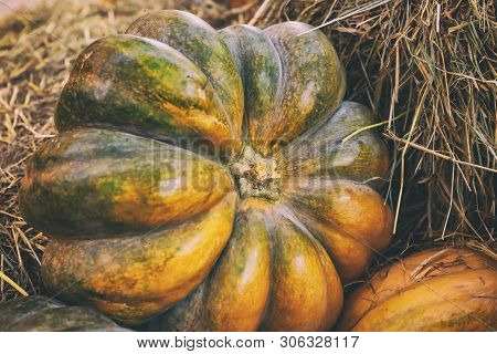 Ripe Green Vegetable September Seasonal One-piece Pumpkin Ribbed Stiff Against The Background Of Hay