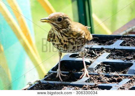 Portrait Of A Song Thrush (turdus Philomelos) Perching On A Plant Pot Inside A Greenhouse