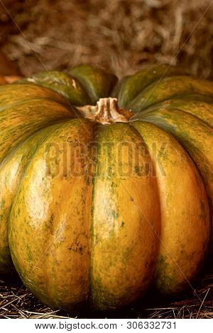 Big Autumn Harvest Ribbed Whole Ripe Vegetable Against The Background Of Hay Close-up