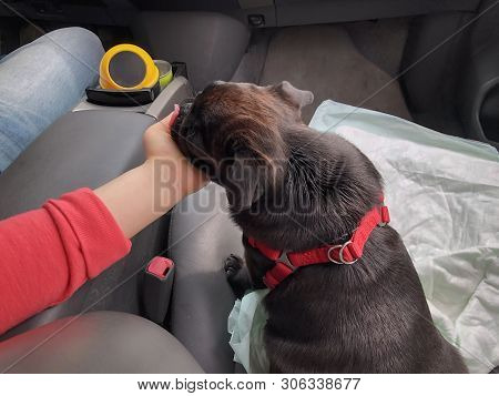 Black Pug In The Car. Girl Plays With Pugin The Front Seat Of The Car.