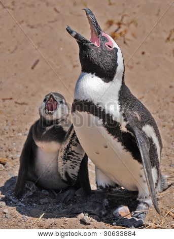 Pinguino di capo