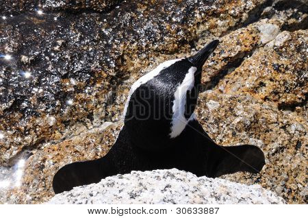 Pinguino di capo