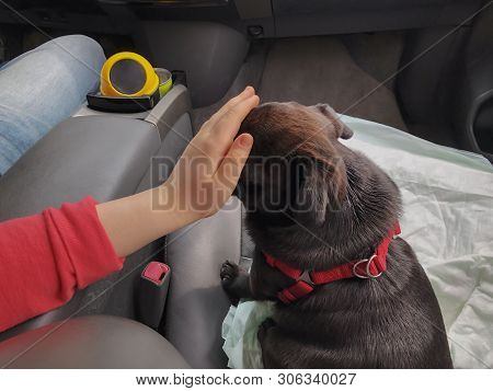 Black Pug In The Car. Girl Plays With Pugin The Front Seat Of The Car.