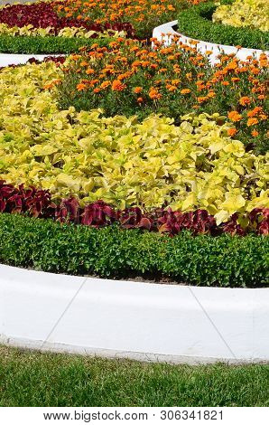 Coleus Flowerpot. Beautiful Perspective Of Natural Coleus Plant Leaves