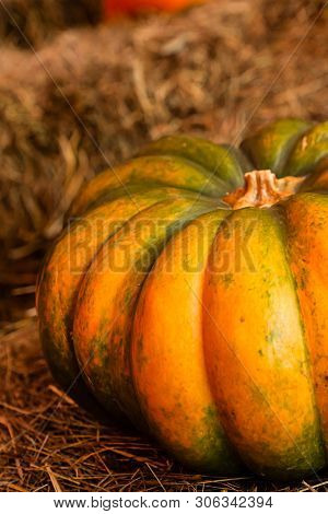 Whole Ripe Autumn Crop Design Pumpkin Big Ribbed On A Background Of Hay Rustic Ecological Background