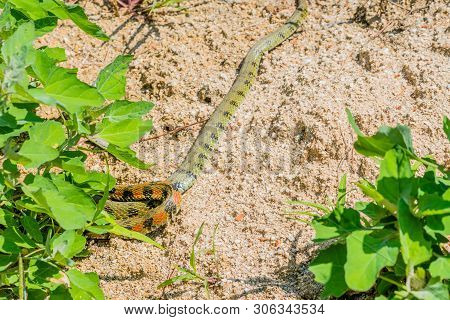 Green Garter Snake With Red And Black Markings Crawling Under Plant In Garden.