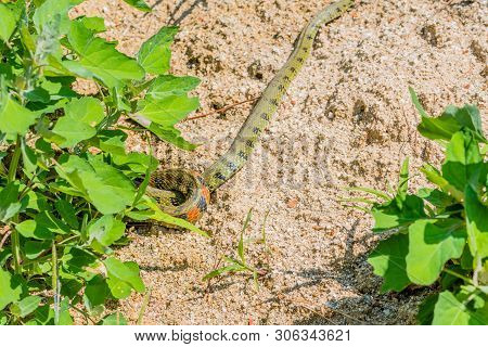 Green Garter Snake With Red And Black Markings Crawling Under Plant In Garden.