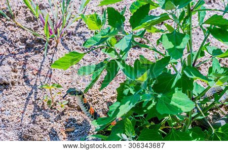 Green Garter Snake With Red And Black Markings With Head Raised As It Crawls From Under Bush.