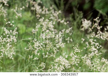 Flowers Of Snow-white Wood-rush Plants, Luzula Nivea.