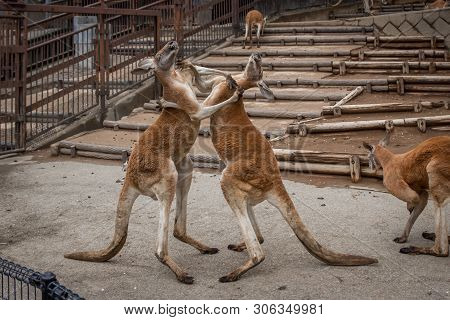 Red Australian Kangaroo In The Tokyo Zoo