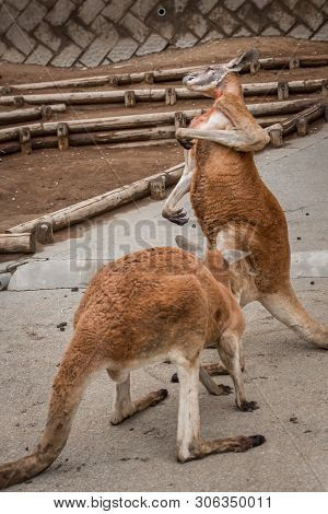 Red Australian Kangaroo In The Tokyo Zoo
