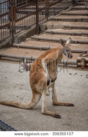 Red Australian Kangaroo In The Tokyo Zoo