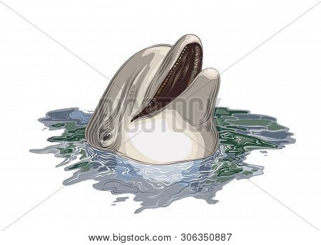 Vector Drawing Of Dolphin In Color, Isolated On White Background. Graphic Illustration, Hand Drawing