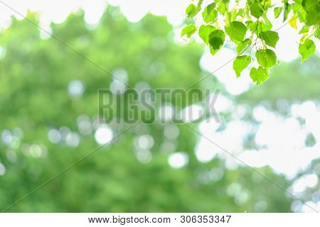 Abstract Background With Green, Yellow Und White Sircle Bokeh. Summer Background.