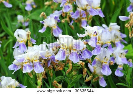 Iris Flower, Close Up