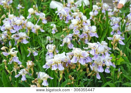 Iris Flower, Close Up
