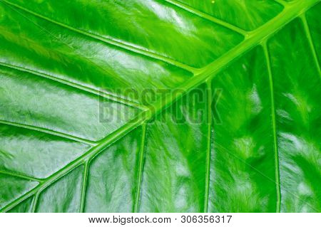 Tropical Design Green Fresh Banana Leaf Background Flora Oblique Line Pattern