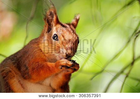 Eurasian Red Squirrel, Sciurus Vulgaris, Eating A Hazel Nut In The Forest. Wildlife Scenery With Viv