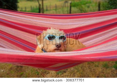 Portrait outdoor little cross breed dog with sunglasses in colorful striped hammock