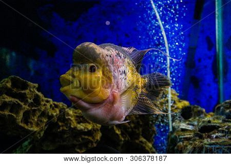 Flowerhorn Cichlids Are Ornamental Aquarium Fish.underwater Life. Crossbreed Cichlid Fish. King Kamf
