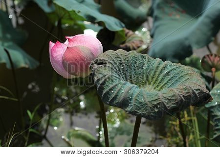 beautiful Pink Lotus Flower With Green Leafs On The Lake