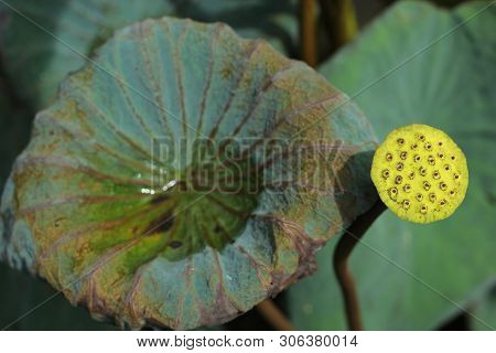 Beautiful Seed Head Of Lotus Flower On The Lake