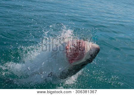 Great White Shark, Carcharodon Carcharias South Africa