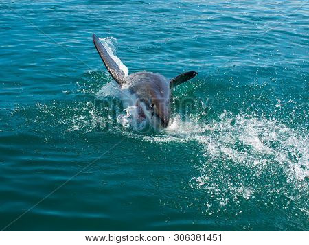 Great White Shark, Carcharodon Carcharias South Africa