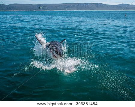 Great White Shark, Carcharodon Carcharias South Africa