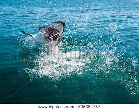 Great White Shark, Carcharodon Carcharias South Africa