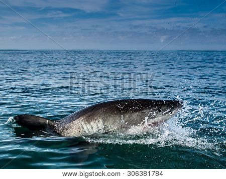Great White Shark, Carcharodon Carcharias South Africa