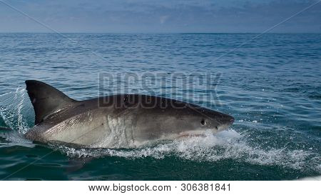 Great White Shark, Carcharodon Carcharias  South Africa