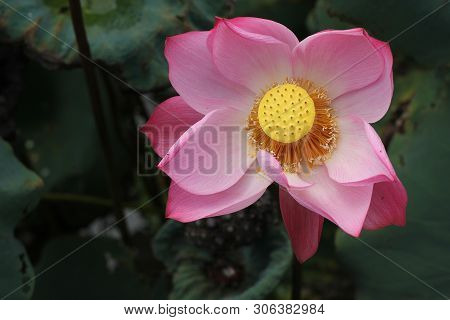 beautiful Pink Lotus Flower With Green Leafs On The Lake