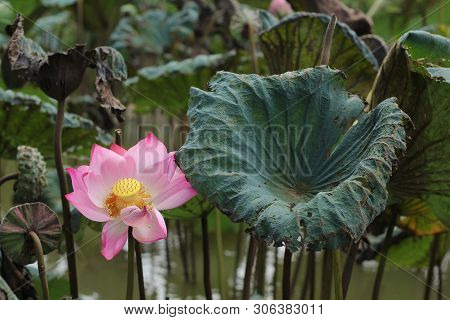 beautiful Pink Lotus Flower With Green Leafs On The Lake