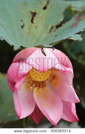 beautiful Pink Lotus Flower With Green Leafs On The Lake