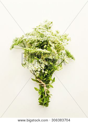 Ground Elder On White