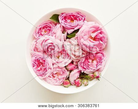 Tea Rose Background
