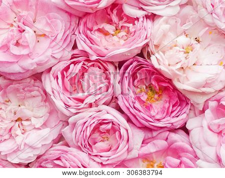 Tea Rose Background