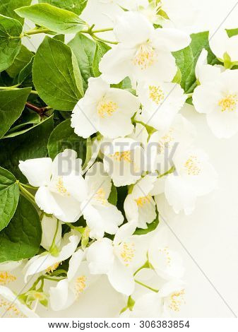 Jasmine On Wood