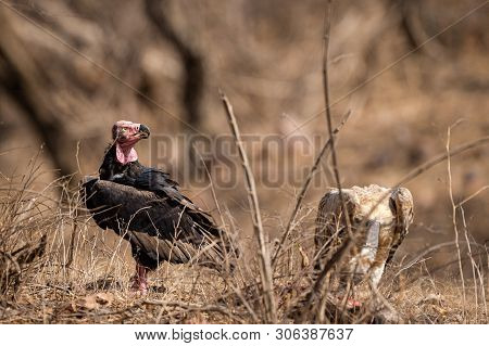 Red Headed Vulture Or Sarcogyps Calvus Or Pondicherry  Vulture Close Up With Expression At Ranthambo