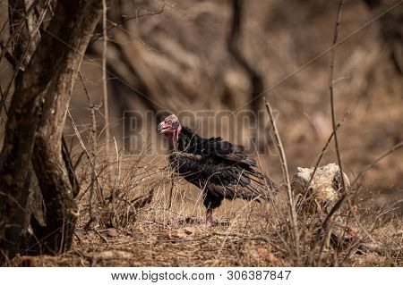 Red Headed Vulture Or Sarcogyps Calvus Or Pondicherry  Vulture Close Up With Expression At Ranthambo