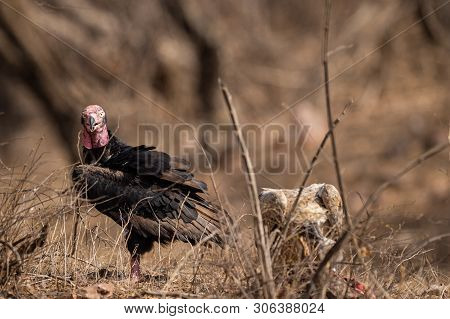 Red Headed Vulture Or Sarcogyps Calvus Or Pondicherry  Vulture Close Up With Expression At Ranthambo