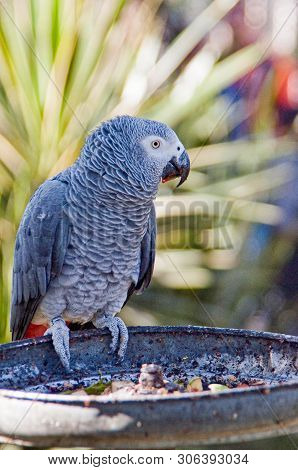 Grey Parrot In Mexican Zoological Garden Reino Animal