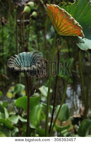 Beautiful Green Leaf Lotus Flower In The Lake