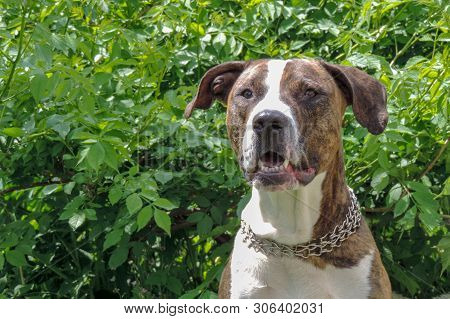 American Staffordshire Terrier Outdoor Portrait On The Background Of Green Bushes. Close-up