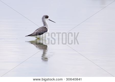 Winged Stilt