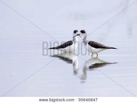 Winged Stilt
