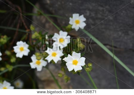 Narrow-leaved Cistus - Latin Name - Cistus Monspeliensis