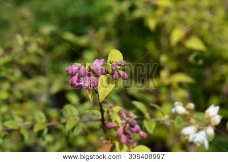 Deutzia Strawberry Fields - Latin Name - Deutzia X Hybrida Strawberry Fields